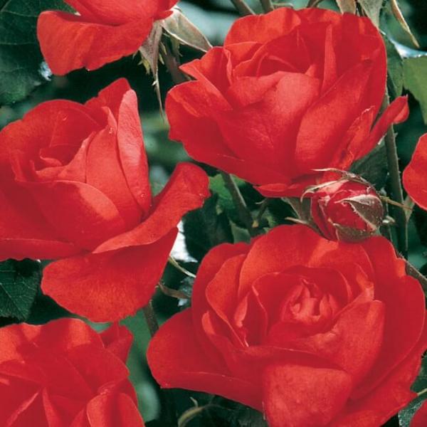 PLEIN SOLEIL ® Lapdev